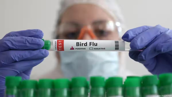 WHO Warns Bird Flu Strain H5 Spread Escalates Across Wildlife Populations Health agencies increase international monitoring after confirmed viral outbreaks hit coastal ecosystems.