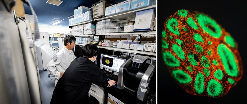 Japans Stem Cell Breakthrough and the Global Warning on Climate Inactivity